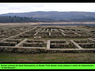 Vaca barrosã portuguesa.
 