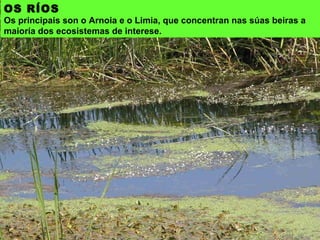 OS RÍOS
Os principais son o Arnoia e o Limia, que concentran nas súas beiras a
maioría dos ecosistemas de interese.
 