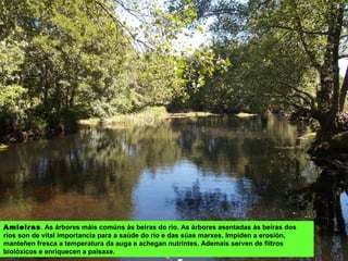 Amieiras. As árbores máis comúns ás beiras do río. As árbores asentadas ás beiras dos
ríos son de vital importancia para a saúde do río e das súas marxes. Impiden a erosión,
manteñen fresca a temperatura da auga e achegan nutrintes. Ademais serven de filtros
biolóxicos e enriquecen a paisaxe.
 