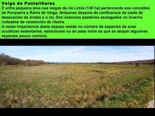 Veiga de Ponteliñares
É unha pequena área nas veigas do río Limia (130 ha) pertencente aos concellos
de Porqueira e Rairiz de Veiga. Atópanse despois da confluencia da canle de
desecación da Antela e o río. Son extensos pasteiros asolagados no inverno
rodeados de vexetación de ribeira.
A maior importancia deste espazo reside no número de especies de aves
acuáticas sedentarias, estacionais ou de paso entre as que se atopan algunhas
especies pouco comúns.
 