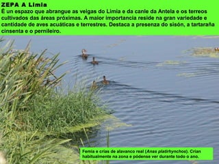 ZEPA A Limia
É un espazo que abrangue as veigas do Limia e da canle da Antela e os terreos
cultivados das áreas próximas. A maior importancia reside na gran variedade e
cantidade de aves acuáticas e terrestres. Destaca a presenza do sisón, a tartaraña
cinsenta e o pernileiro.
Femia e crías de alavanco real (Anas platirhynchos). Crían
habitualmente na zona e pódense ver durante todo o ano.
 