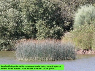 Antelas (Scirpus lacustris), os xuncos quelle deron nome á lagoa da
Antela. Poden acadar 2 m de altura e máis de 2 cm de grosor.
 