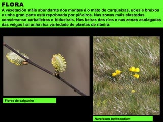 FLORA
A vexetación máis abundante nos montes é o mato de carqueixas, uces e breixos
e unha gran parte está repoboada por piñeiros. Nas zonas máis afastadas
consérvanse carballeiras e bidueirais. Nas beiras dos ríos e nas zonas asolagadas
das veigas hai unha rica variedade de plantas de ribeira
Narcissus bulbocodium
Flores de salgueiro
 