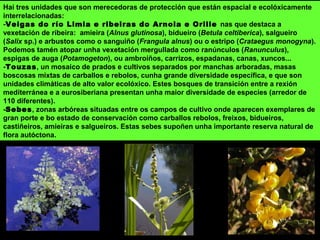 Hai tres unidades que son merecedoras de protección que están espacial e ecolóxicamente
interrelacionadas:
-Veigas do río Limia e ribeiras do Arnoia e Orille nas que destaca a
vexetación de ribeira: amieira (Alnus glutinosa), bidueiro (Betula celtiberica), salgueiro
(Salix sp.) e arbustos como o sanguiño (Frangula alnus) ou o estripo (Crataegus monogyna).
Podemos tamén atopar unha vexetación mergullada como ranúnculos (Ranunculus),
espigas de auga (Potamogeton), ou ambroíños, carrizos, espadanas, canas, xuncos...
-Touzas, un mosaico de prados e cultivos separados por manchas arboradas, masas
boscosas mixtas de carballos e rebolos, cunha grande diversidade específica, e que son
unidades climáticas de alto valor ecolóxico. Estes bosques de transición entre a rexión
mediterránea e a eurosiberiana presentan unha maior diversidade de especies (arredor de
110 diferentes).
-Sebes, zonas arbóreas situadas entre os campos de cultivo onde aparecen exemplares de
gran porte e bo estado de conservación como carballos rebolos, freixos, bidueiros,
castiñeiros, amieiras e salgueiros. Estas sebes supoñen unha importante reserva natural de
flora autóctona.
 