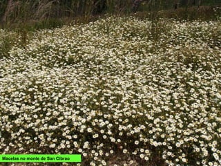 Macelas no monte de San Cibrao
 