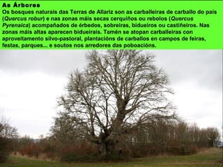 As Árbores
Os bosques naturais das Terras de Allariz son as carballeiras de carballo do país
(Quercus robur) e nas zonas máis secas cerquiños ou rebolos (Quercus
Pyrenaica) acompañados de érbedos, sobreiras, bidueiros ou castiñeiros. Nas
zonas máis altas aparecen bidueirais. Tamén se atopan carballeiras con
aproveitamento silvo-pastoral, plantacións de carballos en campos de feiras,
festas, parques... e soutos nos arredores das poboacións.
 