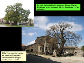 Carballo de Santa Mariña de Augas Santas (Allariz).
Situado ao pé do santuario. -20,5 m de altura e 7 m de
perímetro.
Miña Virxen de Augasantas
ten un carballo na porta;
virxen de tantos milagros
facelle dar unha volta.
 