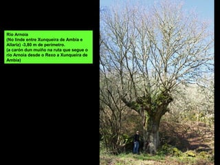 Río Arnoia
(No linde entre Xunqueira de Ambía e
Allariz) -3,80 m de perímetro.
(a carón dun muíño na ruta que segue o
río Arnoia desde o Rexo a Xunqueira de
Ambía)
 