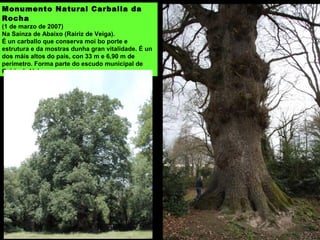 Monumento Natural Carballa da
Rocha
(1 de marzo de 2007)
Na Saínza de Abaixo (Rairiz de Veiga).
É un carballo que conserva moi bo porte e
estrutura e da mostras dunha gran vitalidade. É un
dos máis altos do país, con 33 m e 6,90 m de
perímetro. Forma parte do escudo municipal de
Rairiz da Veiga.
 