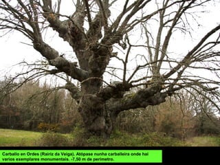 Carballo en Ordes (Rairiz da Veiga). Atópase nunha carballeira onde hai
varios exemplares monumentais. -7,50 m de perímetro.
 