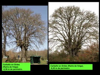 Carballo en Ordes (Rairiz da Veiga).
-6,45 m de perímetro
Carballo en Ordes
(Rairiz da Veiga)
-5,30 m de perímetro.
 