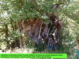 Castiñeiro de Quintas de San Trocado (Allariz). Ás beiras da estrada atópanse varios
exemplares monumentais. O máis grande mide 10,40 m de perímetro.
 