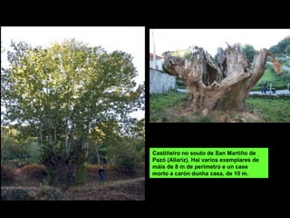 Castiñeiro no souto de San Martiño de
Pazó (Allariz). Hai varios exemplares de
máis de 8 m de perímetro e un case
morto a carón dunha casa, de 10 m.
 