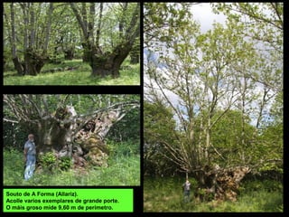 Souto de A Forma (Allariz).
Acolle varios exemplares de grande porte.
O máis groso mide 9,60 m de perímetro.
 