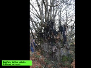 Castiñeiro de Ducí (Allariz).
-8,40 m de perímetro.
 