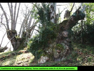 Castiñeiros en Augasantas (Allariz). Varios castiñeiros entre 8 e 9,10 m de perímetro.
 