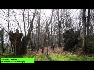 Souto de Crespos
(Lampaza, Rairiz da Veiga)
 