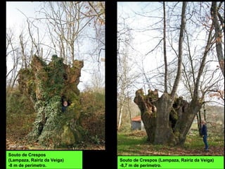 Souto de Crespos (Lampaza, Rairiz da Veiga)
-8,7 m de perímetro.
Souto de Crespos
(Lampaza, Rairiz da Veiga)
-8 m de perímetro.
 