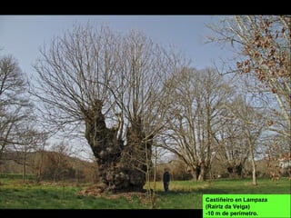 Castiñeiro en Lampaza
(Rairiz da Veiga)
-10 m de perímetro.
 