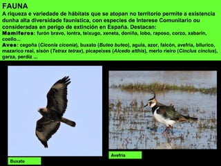 FAUNA
A riqueza e variedade de hábitats que se atopan no territorio permite a existencia
dunha alta diversidade faunística, con especies de Interese Comunitario ou
consideradas en perigo de extinción en España. Destacan:
Mamíferos: furón bravo, lontra, teixugo, xeneta, doniña, lobo, raposo, corzo, xabarín,
coello...
Aves: cegoña (Ciconia ciconia), buxato (Buteo buteo), aguia, azor, falcón, avefría, bilurico,
mazarico real, sisón (Tetrax tetrax), picapeixes (Alcedo atthis), merlo rieiro (Cinclus cinclus),
garza, perdiz ...
Buxato
Avefría
 