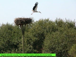 Cegoña (Ciconia ciconia). Ten na Limia a maior colonia de cría de Galiza.
 
