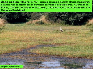 Zona núcleo (149,2 ha, 0, 7%): lugares nos que é posible atopar ecosistemas
naturais menos alterados: os humidais da Veiga de Ponteliñares, A Carballa da
Rocha, O Briñal, O Canelar, O Foxo Vello, O Ruxidoiro, O Castro de Castrelo e O
Castro de San Miguel.
Veiga de Ponteliñares
 