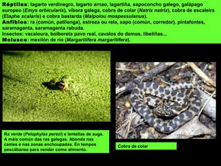 Réptiles: lagarto verdinegro, lagarto arnao, lagartiña, sapoconcho galego, galápago
europeo (Emys orbicularis), víbora galega, cobra de colar (Natrix natrix), cobra de escaleira
(Elaphe scalaris) e cobra bastarda (Malpolou mospessulanus).
Anfibios: ra (común, patilonga), estroza ou rela, sapo (común, corredor), pintafontes,
saramaganta, saramaganta rabuda.
Insectos: vacaloura, bolboreta pavo real, cavalos do demos, libeliñas...
Molusco: mexilón de río (Margaritifera margaritifera).
Ra verde (Pelophylax perezi) e lentellas de auga.
A máis común das ras galegas. Abonda nas
canles e nas zonas enchoupadas. En tempos
pescábanse para vender como alimento.
Cobra de colar
 