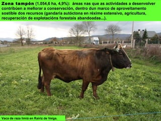 Zona tampón (1.054,6 ha, 4,9%): áreas nas que as actividades a desenvolver
contribúen a mellorar a conservación, dentro dun marco de aproveitamento
sostible dos recursos (gandaría autóctona en réxime extensivo, agricultura,
recuperación de explotacións forestais abandoadas...).
Vaca de raza limiá en Rairiz de Veiga.
 