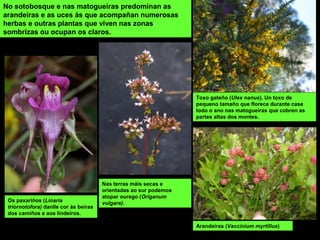 Os paxariños (Linaria
triornotofora) danlle cor ás beiras
dos camiños e aos lindeiros.
No sotobosque e nas matogueiras predominan as
arandeiras e as uces ás que acompañan numerosas
herbas e outras plantas que viven nas zonas
sombrizas ou ocupan os claros.
Nas terras máis secas e
orientadas ao sur podemos
atopar ourego (Origanum
vulgare).
Toxo gateño (Ulex nanus). Un toxo de
pequeno tamaño que florece durante case
todo o ano nas matogueiras que cobren as
partes altas dos montes.
Arandeiras (Vaccinium myrtillus)
 