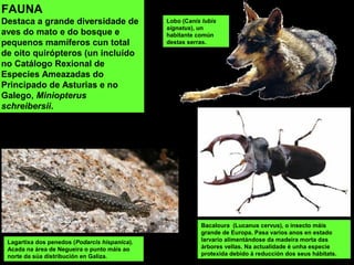 Lagartixa dos penedos (Podarcis hispanica).
Acada na área de Negueira o punto máis ao
norte da súa distribución en Galiza.
Lobo (Canis lubis
signatus), un
habitante común
destas serras.
FAUNA
Destaca a grande diversidade de
aves do mato e do bosque e
pequenos mamíferos cun total
de oito quirópteros (un incluído
no Catálogo Rexional de
Especies Ameazadas do
Principado de Asturias e no
Galego, Miniopterus
schreibersii.
Bacaloura (Lucanus cervus), o insecto máis
grande de Europa. Pasa varios anos en estado
larvario alimentándose da madeira morta das
árbores vellas. Na actualidade é unha especie
protexida debido á reducción dos seus hábitats.
 