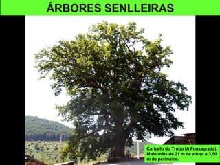 ÁRBORES SENLLEIRAS
Carballo do Trobo (A Fonsagrada).
Mide máis de 21 m de altura e 3,50
m de perímetro.
 