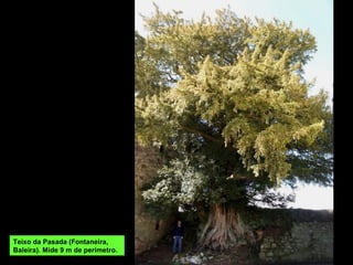 Teixo da Pasada (Fontaneira,
Baleira). Mide 9 m de perímetro.
 