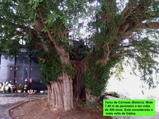 Teixo de Córneas (Baleira). Mide
7,40 m de perímetro e ten máis
de 400 anos. Está considerado o
´máis vello de Galiza.
 