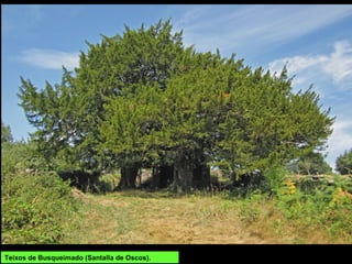 Teixos de Busqueimado (Santalla de Oscos).
 