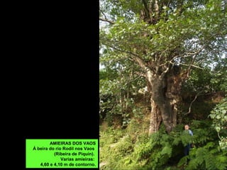 CARBALLOS DE RIOXOAN
En Rioxoán (Pol). Dous carballos de bo porte situados nunha explotación gandeira.
COMO CHEGAR: na estrada do Cádavo a Meira, pouco despois do cruce de Rioxoan a Ribeira de Piquín vense os carballos no interior dunha propiedade situada á
dereita.
CARBALLO DE MOSTEIRO
Situado na praza de Mosteiro (Pol) á esquerda do concello, nunha propiedade privada.
AMIEIRAS DOS VAOS
Á beira do río Rodil nos Vaos (Ribeira de Piquín). Varias amieiras: 4,60 e 4,10 m de contorno.
COMO CHEGAR: na estrada de Chao de Pousadoiro a Fonsagrada cóllese en dirección a Os Vaos, e no desvío da poboación, báixase ao río Rodil, á esquerda, antes de
cruzar a ponte
AMIEIRAS DOS VAOS
Á beira do río Rodil nos Vaos
(Ribeira de Piquín).
Varias amieiras:
4,60 e 4,10 m de contorno.
 