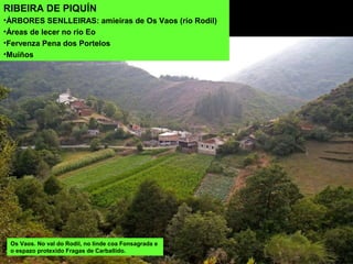 RIBEIRA DE PIQUÍN
•ÁRBORES SENLLEIRAS: amieiras de Os Vaos (río Rodil)
•Áreas de lecer no río Eo
•Fervenza Pena dos Portelos
•Muíños
Os Vaos. No val do Rodil, no linde coa Fonsagrada e
o espazo protexido Fragas de Carballido.
 