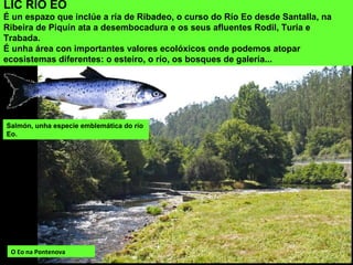 O Eo na Pontenova
LIC RÍO EO
É un espazo que inclúe a ría de Ribadeo, o curso do Río Eo desde Santalla, na
Ribeira de Piquín ata a desembocadura e os seus afluentes Rodil, Turia e
Trabada.
É unha área con importantes valores ecolóxicos onde podemos atopar
ecosistemas diferentes: o esteiro, o río, os bosques de galería...
Salmón, unha especie emblemática do río
Eo.
 