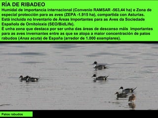 Patos rabudos
RÍA DE RIBADEO
Humidal de importancia internacional (Convenio RAMSAR -563,44 ha) e Zona de
especial protección para as aves (ZEPA -1.915 ha), compartida con Asturias.
Está incluída no Inventario de Áreas Importantes para as Aves da Sociedade
Española de Ornitoloxía (SEO/BidLife).
É unha zona que destaca por ser unha das áreas de descanso máis importantes
para as aves invernantes entre as que se atopa a maior concentración de patos
rabudos (Anas acuta) de España (arredor de 1.000 exemplares).
 