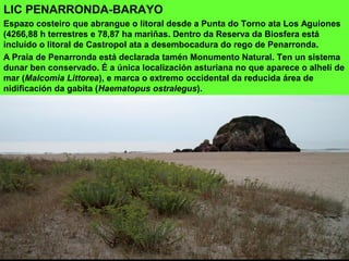 LIC PENARRONDA-BARAYO
Espazo costeiro que abrangue o litoral desde a Punta do Torno ata Los Aguiones
(4266,88 h terrestres e 78,87 ha mariñas. Dentro da Reserva da Biosfera está
incluído o litoral de Castropol ata a desembocadura do rego de Penarronda.
A Praia de Penarronda está declarada tamén Monumento Natural. Ten un sistema
dunar ben conservado. É a única localización asturiana no que aparece o alhelí de
mar (Malcomia Littorea), e marca o extremo occidental da reducida área de
nidificación da gabita (Haematopus ostralegus).
 