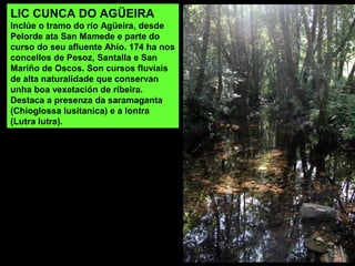 LIC CUNCA DO AGÜEIRA
Inclúe o tramo do rio Agüeira, desde
Pelorde ata San Mamede e parte do
curso do seu afluente Ahío. 174 ha nos
concellos de Pesoz, Santalla e San
Mariño de Oscos. Son cursos fluviais
de alta naturalidade que conservan
unha boa vexetación de ribeira.
Destaca a presenza da saramaganta
(Chioglossa lusitanica) e a lontra
(Lutra lutra).
 