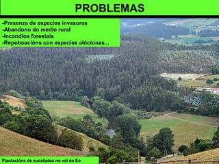 Plantacións de eucaliptos no val do Eo
PROBLEMAS
-Presenza de especies invasoras
-Abandono do medio rural
-Incendios forestais
-Repoboacións con especies alóctonas...
 