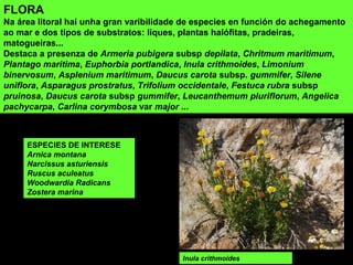 FLORA
Na área litoral hai unha gran varibilidade de especies en función do achegamento
ao mar e dos tipos de substratos: liques, plantas halófitas, pradeiras,
matogueiras...
Destaca a presenza de Armeria pubigera subsp depilata, Chritmum maritimum,
Plantago maritima, Euphorbia portlandica, Inula crithmoides, Limonium
binervosum, Asplenium maritimum, Daucus carota subsp. gummifer, Silene
uniflora, Asparagus prostratus, Trifolium occidentale, Festuca rubra subsp
pruinosa, Daucus carota subsp gummifer, Leucanthemum pluriflorum, Angelica
pachycarpa, Carlina corymbosa var major ...
ESPECIES DE INTERESE
Arnica montana
Narcissus asturiensis
Ruscus aculeatus
Woodwardia Radicans
Zostera marina
Inula crithmoides
 