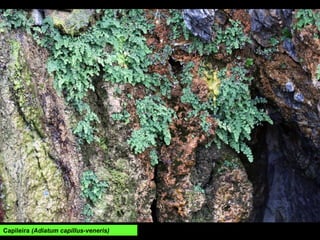 Capileira (Adiatum capillus-veneris)
 