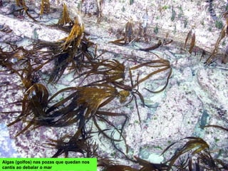 Algas (golfos) nas pozas que quedan nos
cantís ao debalar o mar
 