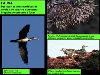 FAUNA
Destacan as aves acuáticas de
areais e de cantís e a presenza
irregular de cetáceos e focas.
Corvo mariño real
(Phalacrocorax carbo)
Percebes (Pollycipes cornucopia). Son crustáceos de vida
sedentaria aos que lles gostan as augas limpas e batidas.
Píllaras riscadas, limícola que invernan
nas costas da zona.
 