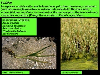 Seba (Zostera marina)
FLORA
As especies vexetais están moi influenciadas polo ritmo da mareas, o substrato
(rochoso, areoso, lamacento) e a variacións de salinidade. Abonda a seba, os
xuncos (Scirpus maritimus var. compactus, Scirpus pungens, Cladium mariscus),
a espartina, os carrizos (Phragmites australis), o limonio, a portulaca...
ESPECIES DE INTERESE:
Arnica montana
Narcissus asturiensis
Ruscus aculeatus
Woodwardia Radicans
Zostera marina
Spartina maritima
 