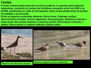 FAUNA
O maior interese desta área son as aves acuáticas, en grande parte especies
migradoras, oscilando el número de individuos censados entre los 9.000 e os
25.000, distribuidos en máis de 40 especies, entre as que predominan os láridos,
as anátidas e as limícolas.
Entre as especies protexidas destacan Gavia inmer, Podiceps auritus,
Recurvirostra avosetta, Limosa lapponica, Anas penelope, Numenius arquata e
Anas acuta. Nos peixes destacan a lamprea mariña (Petromyzon marinus), o
sábalo (Alosa alosa) e o salmón atlántico (Salmo salar).
Mazarico real (Numenius arquata)
Mazarico rabipinto (Limosa Lapponica)
 