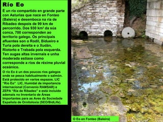 Río Eo
É un río compartido en grande parte
con Asturias que nace en Fonteo
(Baleira) e desemboca na ría de
Ribadeo despois de 99 km de
percorrido. Dos 930 km2
da súa
conca, 700 corresponden ao
territorio galego. Os principais
afluentes son o Rodil, Bidueiro e
Turia pola dereita e o Xudán,
Riotorto e Trabada pola esquerda.
Ten augas altas invernais e unha
moderada estiaxe como
corresponde a ríos de réxime pluvial
oceánico.
O río Eo é un dos poucos ríos galegos
onde se pesca habitualmente o salmón.
Está protexido en varios espazos. LIC
“Río Eo” LIC, Humidal de importancia
internacional (Convenio RAMSAR) e
ZEPA “Ría de Ribadeo” e está incluído
ademais no Inventario de Áreas
Importantes para as Aves da Sociedade
Española de Ornitoloxía (SEO/BidLife).
O Eo en Fonteo (Baleira)
 