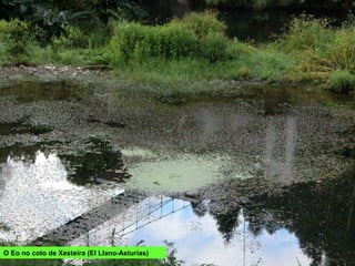 O Eo no coto de Xesteira (El Llano-Asturias)
 