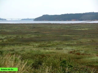 Esteiro do Eo
 